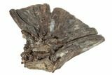 Fossil Fish (Ichthyodectes) Vertebra - Kansas #187409-1